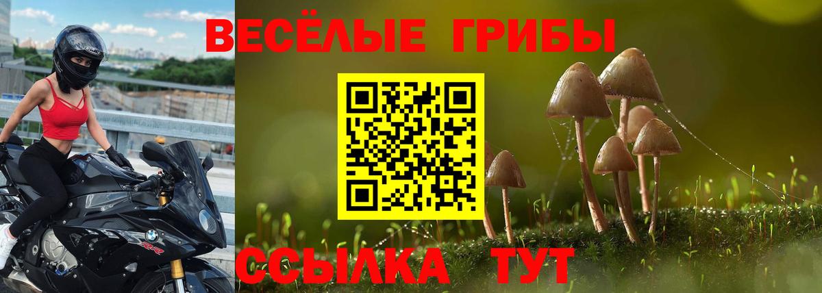 Псилоцибиновые грибы Psilocybe Саранск